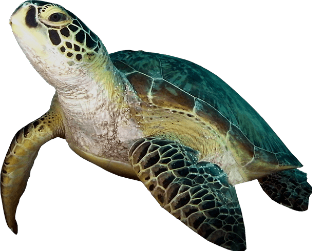 A green turtle off the coast of Borneo Island